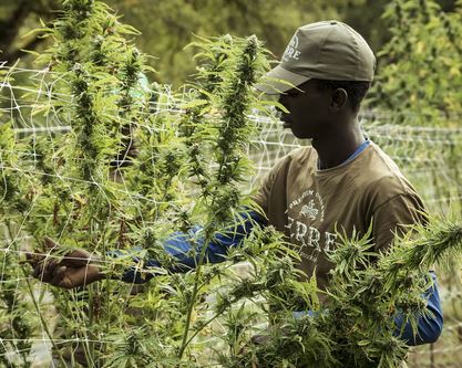 Ghana despenaliza el cultivo de cannabis