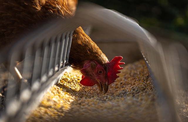 Namibia cesa las importaciones de aves de Sudáfrica ante el aumento de gripe aviar