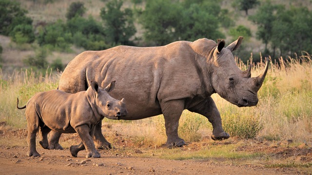 Aumento del número de rinocerontes en África