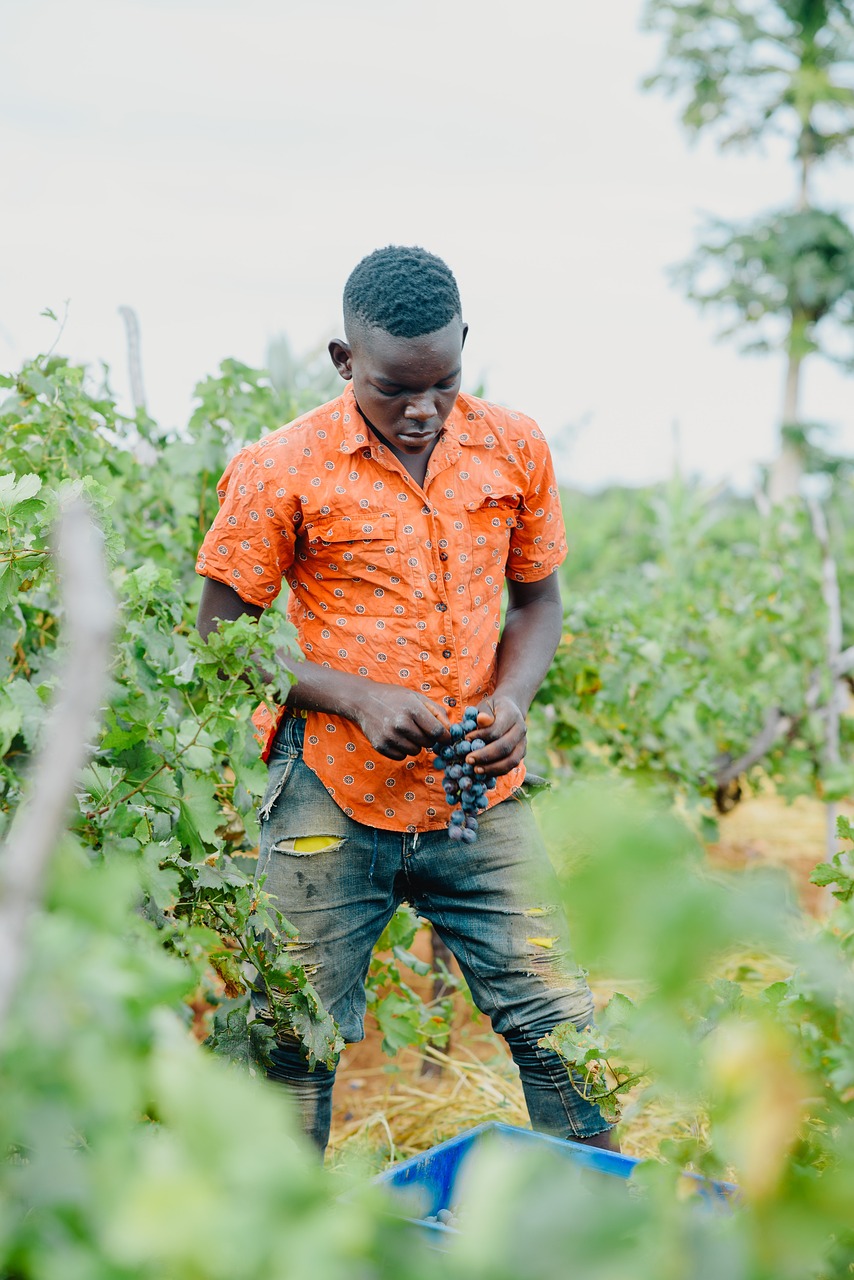 Impulso financiero a la agricultura en Zambia