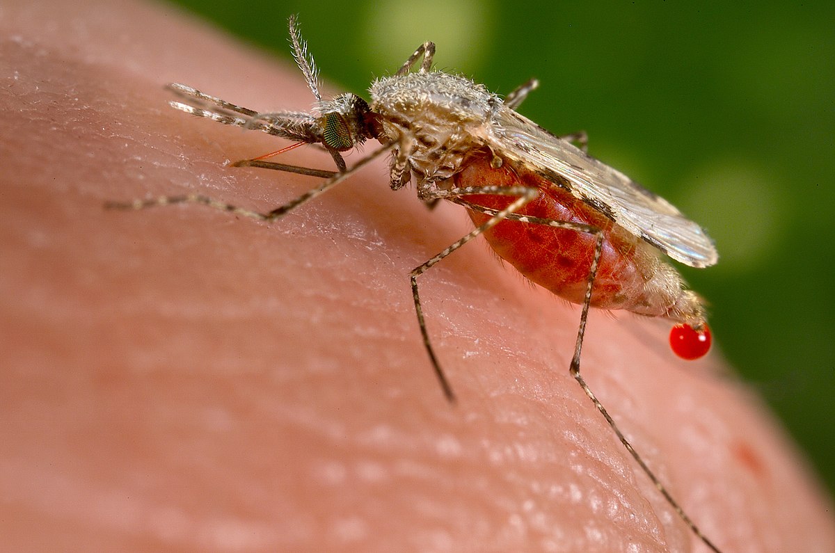 Un nuevo mosquito invasor, por Bartolomé Burgos