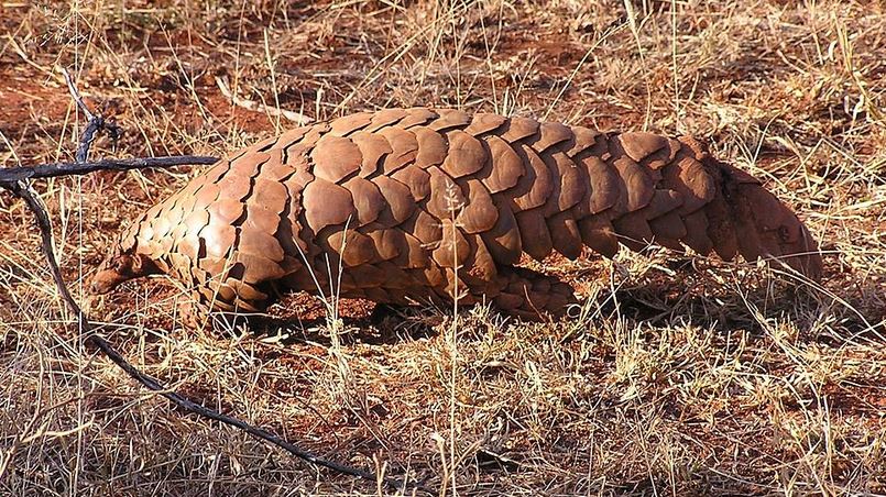 Se multiplica el tráfico ilegal de pangolines en Namibia