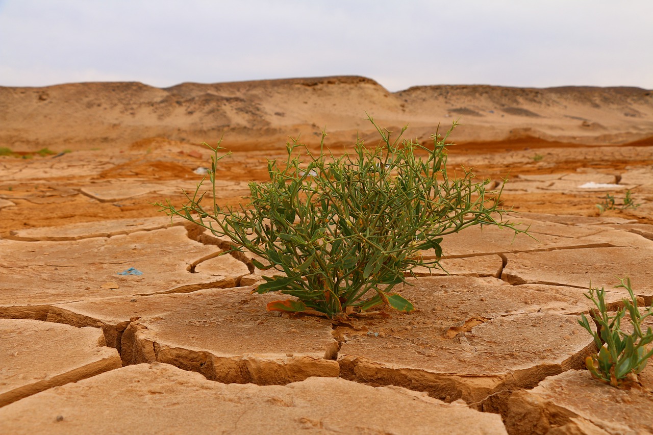 El FMI y Costa de Marfil acuerdan un paquete de 1.300 millones para combatir el cambio climático