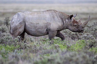 Kenia reubica con éxito 21 rinocerontes negros