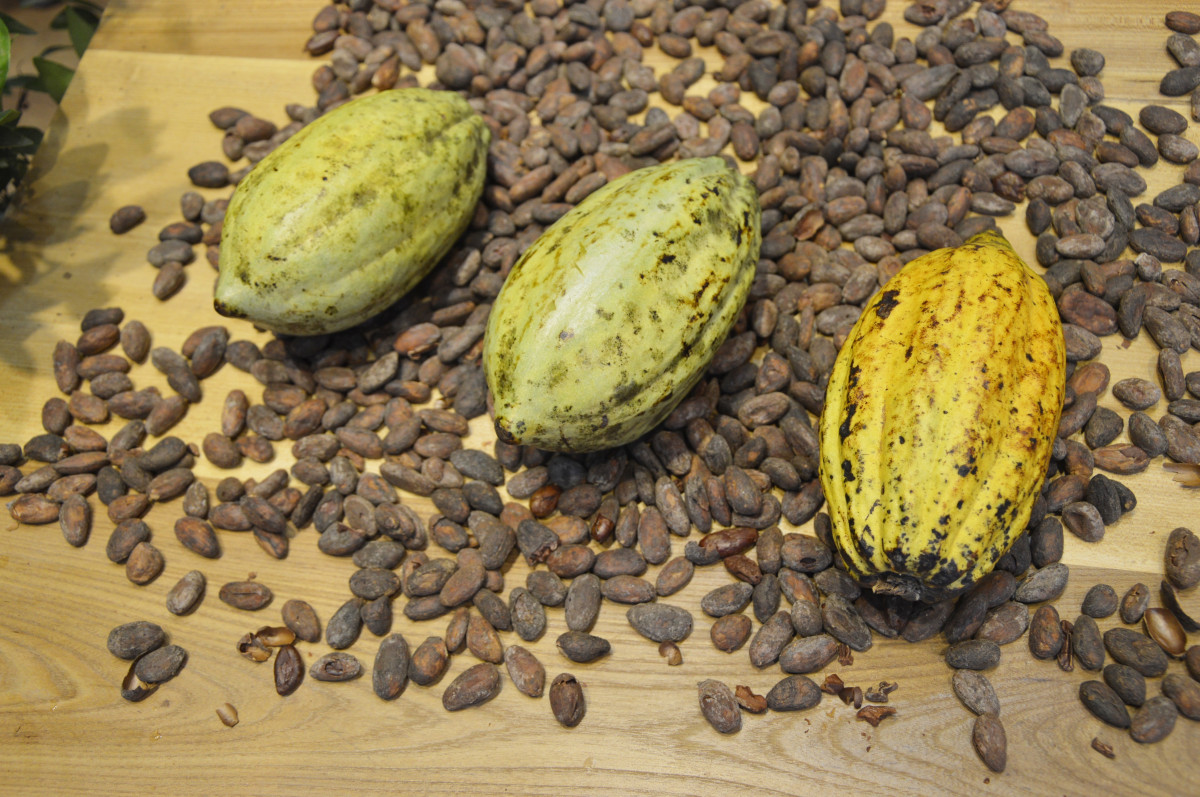 Unas ONG marfileña destapa una trama de contrabando de cacao