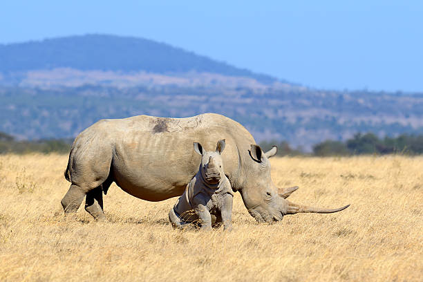 Aumenta la caza furtiva del rinoceronte en Namibia