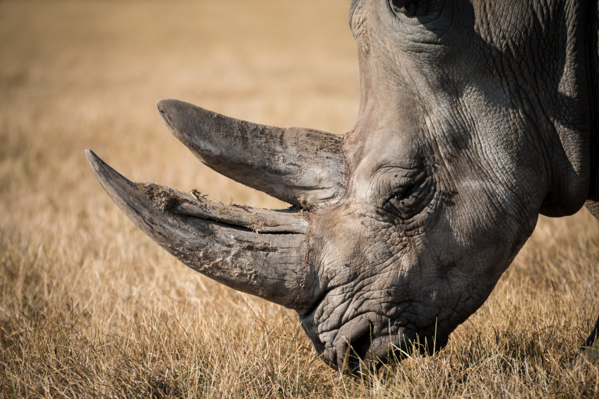 Sudáfrica recurre a material radiactivo para combatir la caza furtiva de rinocerontes