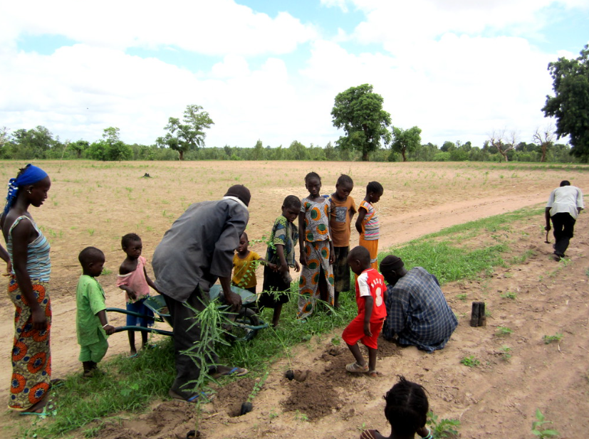 Proyecto medioambiental para plantar 5.000 árboles en una ciudad de Senegal