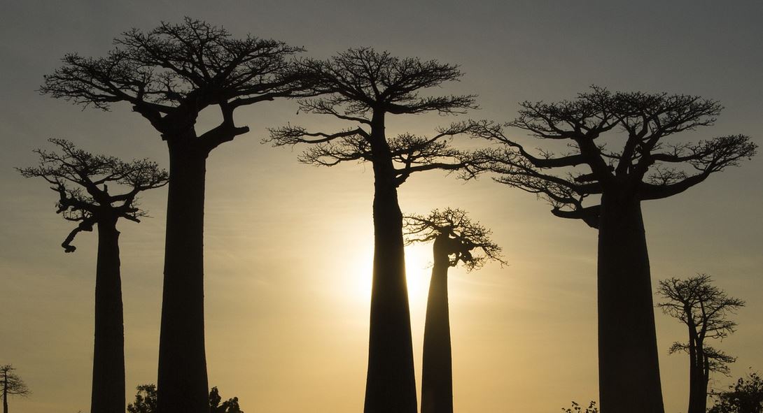 Revalorización del fruto del baobab en Zimbabue