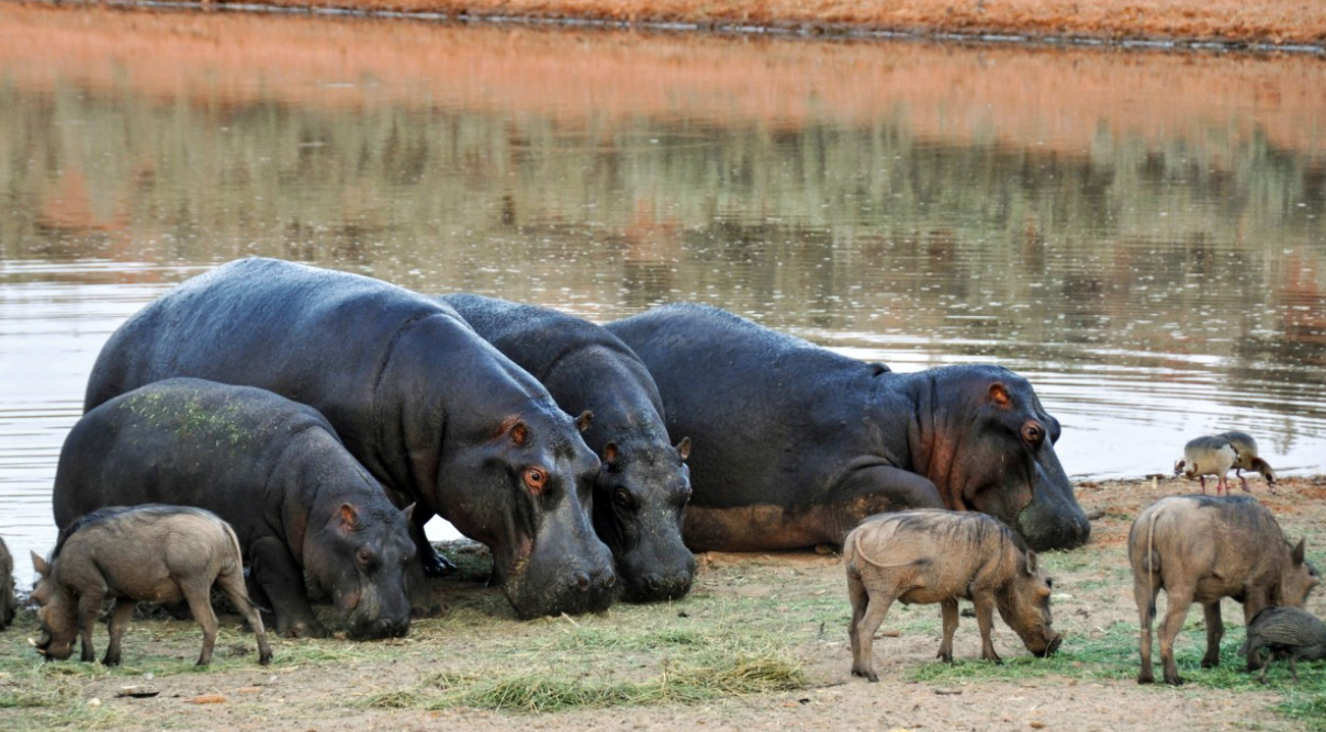 Namibia plantea un polémico sacrificio de animales salvajes por la sequía