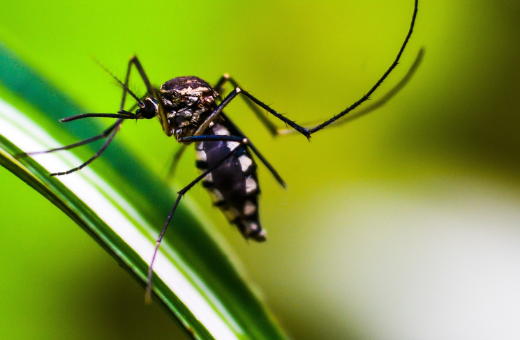 China coopera con Santo Tomé y Príncipe para eliminar la malaria