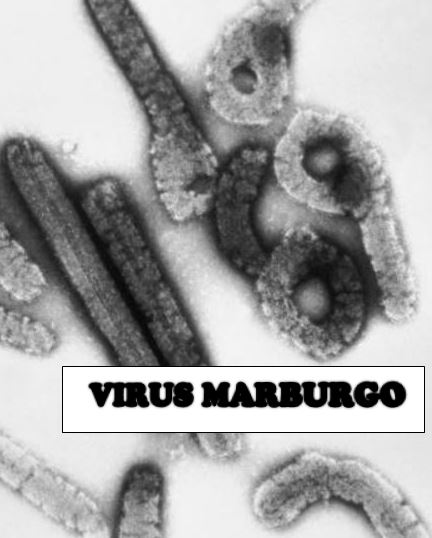 Ruanda identifica el origen exacto del virus de Marburgo