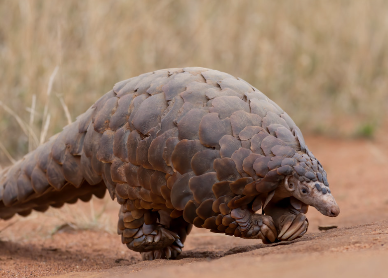 Doce meses de cárcel por tráfico de animales en República del Congo