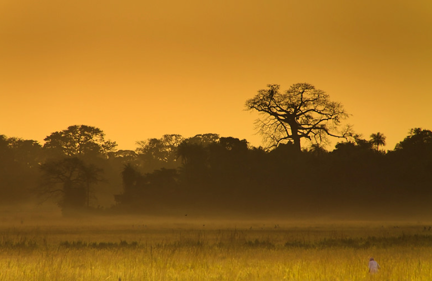 Senegal inaugura una reserva forestal