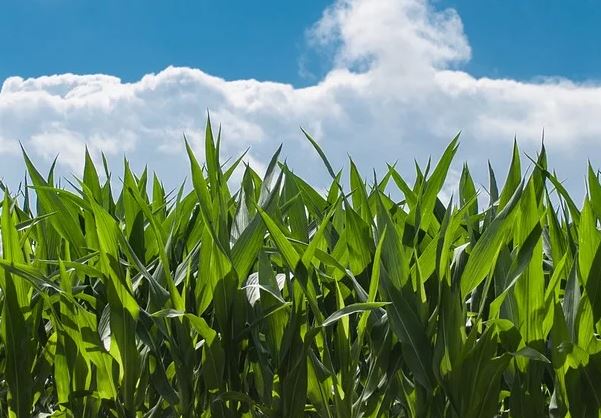 Zimbabue compensará las expropiaciones de tierras